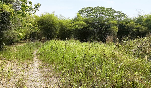 tanah ayer hangat langkawi untuk dijual